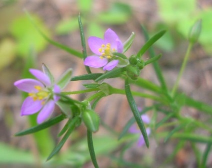 roccina Grass (rocoina, rocoina) proprietăți utile, Dubravnaya terapeutice pentru tiroida