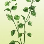roccina Grass (rocoina, rocoina) proprietăți utile, Dubravnaya terapeutice pentru tiroida