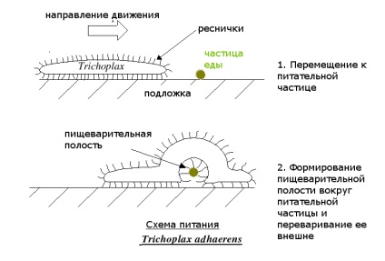 Trichoplax creeping (trichoplax reptans)