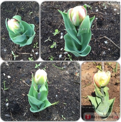Tulip frottír Ice Cream (dupla tulipán fagylalt) - «tulipán Ice Cream egy vegyes