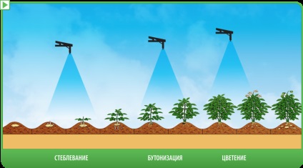 Műtrágya a burgonya számára, amikor leszállás a kábítószerek választéka