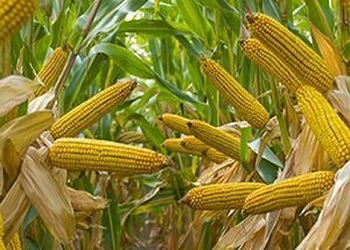 Corn kitermelés az 1 ha-