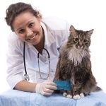 Fül atkák a macskák, a kezelés, a tünetek