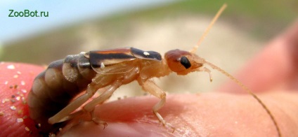 Earwig (cu două coadă) obișnuită și de coastă