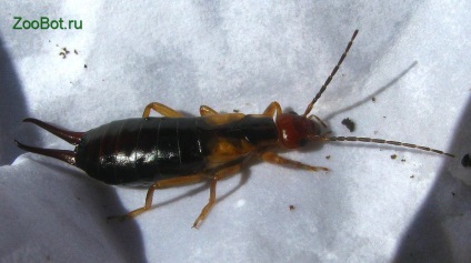 Earwig (cu două coadă) obișnuită și de coastă