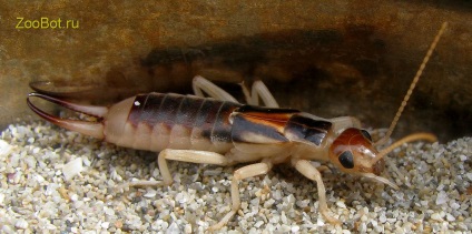 Earwig (cu două coadă) obișnuită și de coastă