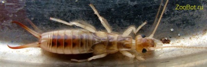 Earwig (cu două coadă) obișnuită și de coastă