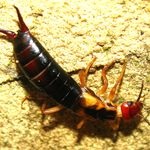 Earwig (cu două coadă) obișnuită și de coastă