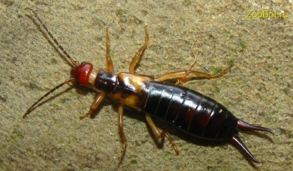 Earwig (cu două coadă) obișnuită și de coastă