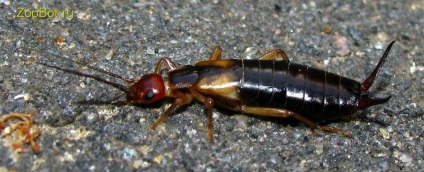 Earwig (cu două coadă) obișnuită și de coastă