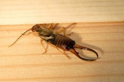 Common earwig