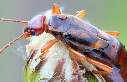 Common earwig