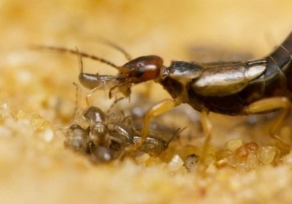 Common earwig