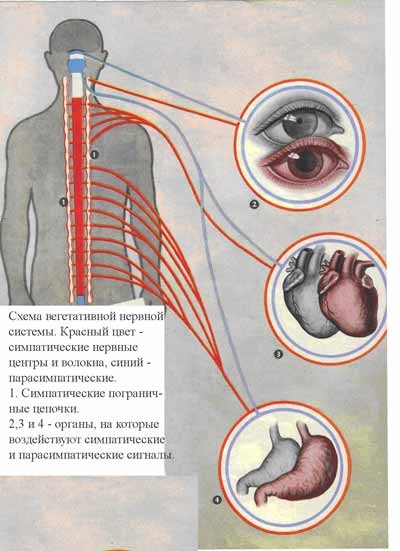 Sistemul nervos autonom al omului