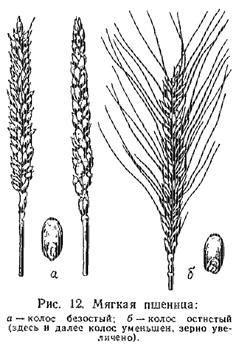 Tipuri și soiuri de grâu (partea 1) - toate despre cereale