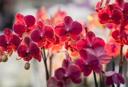Tipuri de clasificare orhidee, fotografiere și îngrijire pentru ele