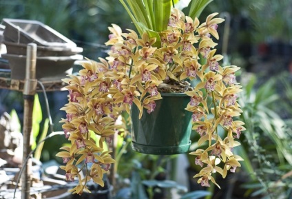 Orchidea faj besorolása, fotók és az őket gondozó