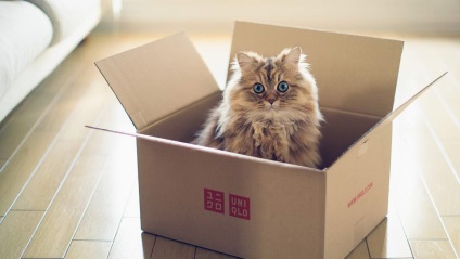 Lins, hârtie igienică, saci și cutii sunt mai multe despre obiceiurile ciudate de pisici