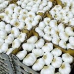 Cultivarea usturoiului din bulbi cu aer, blog despre usturoi