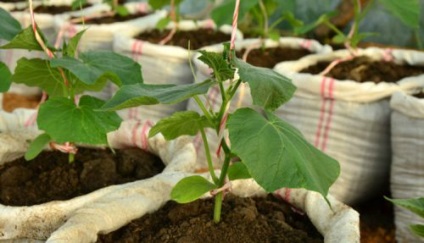 Termesztés és ültető uborka táskák