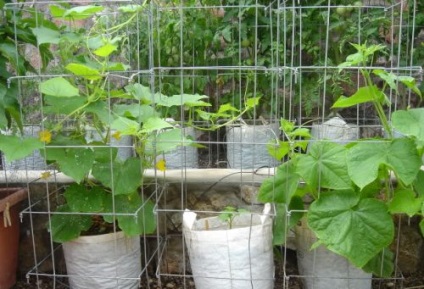 Termesztés és ültető uborka táskák