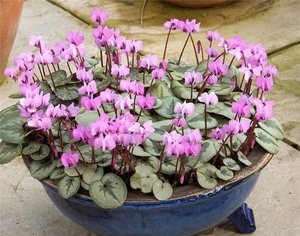 Creșterea și îngrijirea pentru Cyclamen European, funcțiile sale decorative și terapeutice