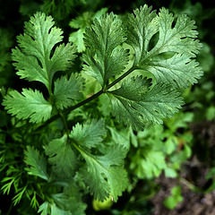 Cultivarea coriandrului - o grădină fără griji