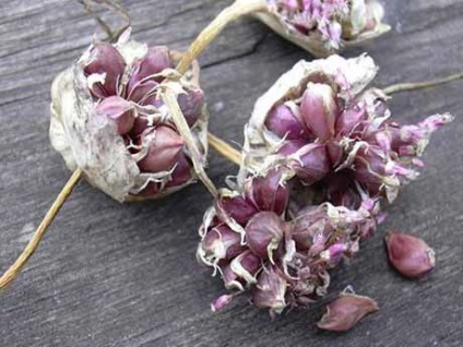 Cultivarea usturoiului de iarnă din bulbochek