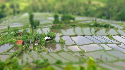 Orez crescând în Japonia