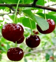 Cherry - descriere, compoziție chimică, proprietăți utile