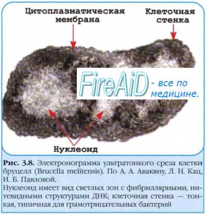 Factorii extrachromozomali ai eredității bacteriene