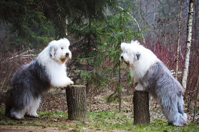 Atenție, bobtail!