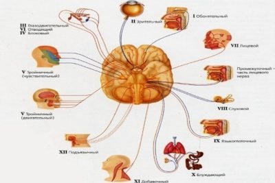 Inflamația nervului în creier Soiuri și simptome
