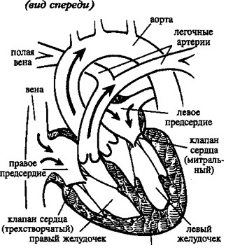 Boala cardiacă congenitală la copii și nou-născuți - cauze, tratament - Portalul Medical Siberian