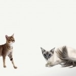 Introducere în creșterea pisicilor, rasele de pisici