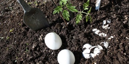 Ouă de coajă ca îngrășământ pentru grădină