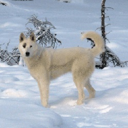 Yakut câine de vânătoare