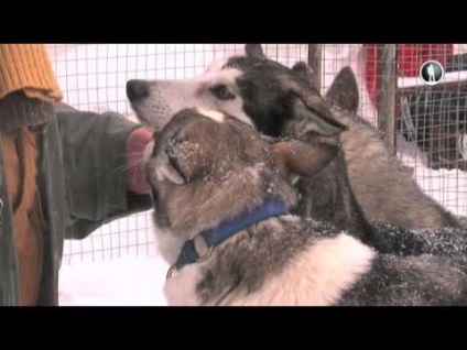 Yakut câine de vânătoare