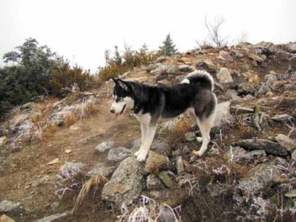 Yakut câine de vânătoare