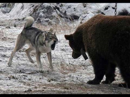 Yakut câine de vânătoare