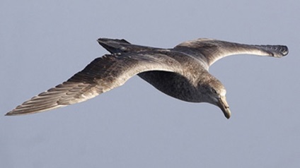 Southern giant petrel, fotografie