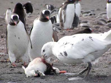 Southern giant petrel, fotografie