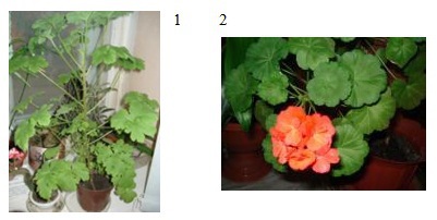 Lecția # 12: țesuturile excretorii, secretele țesuturilor vegetale