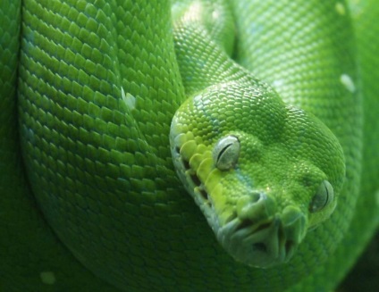 Green Python ca locuitor al terariului