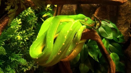 Green Python ca locuitor al terariului