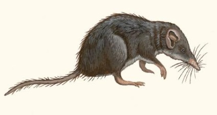 Shrews (soricidae) rebuturi, africani africani africani otrăviți obișnuiți