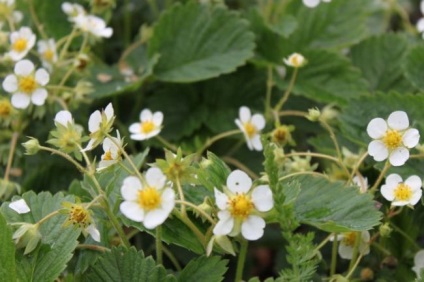 Descrierea varietatii de strawberry elsanta, fotografie, cultivarea capsunelor salbatice, recenzii