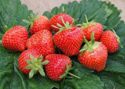 Descrierea varietatii de strawberry elsanta, fotografie, cultivarea capsunelor salbatice, recenzii