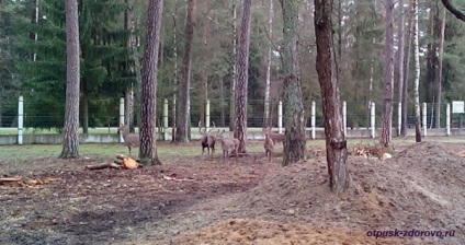 Animalele din Belovezhskaya Pushcha