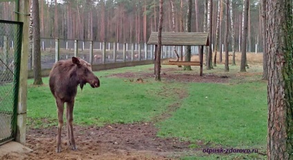 Animalele din Belovezhskaya Pushcha